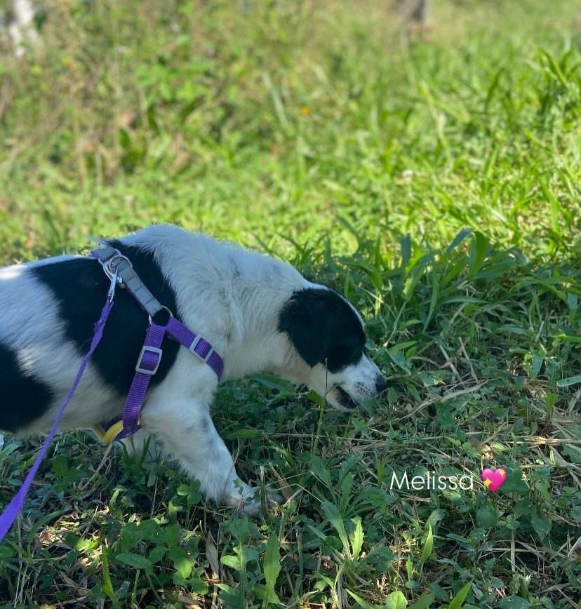 Melissa, cachorro de porte pequeno para adoção em Flores da Cunha - RS