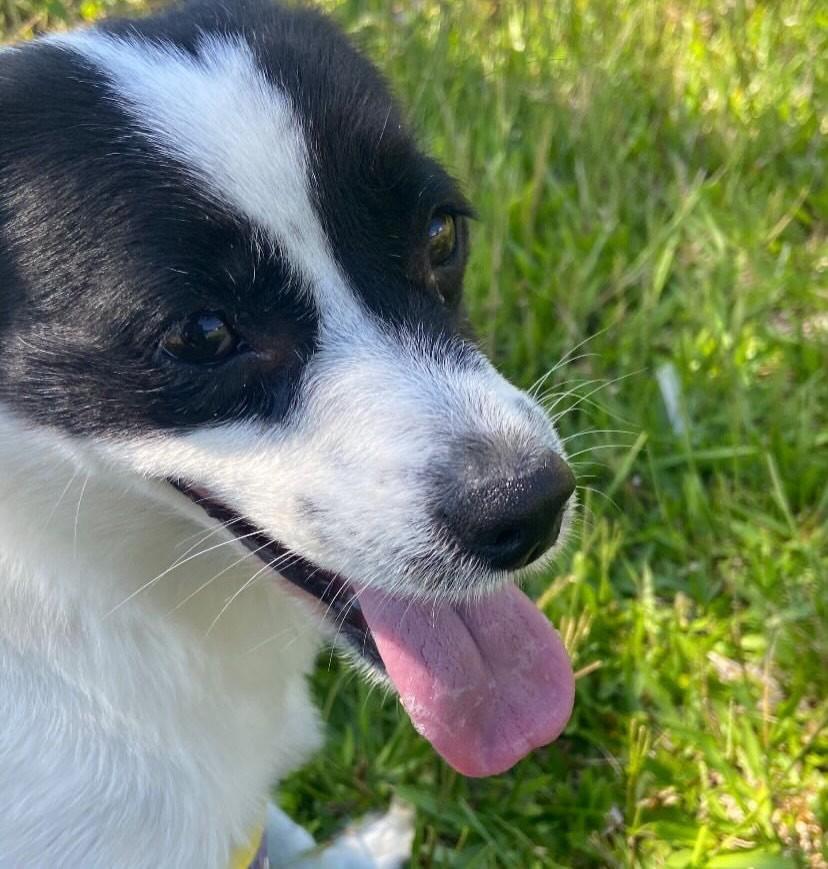 Melissa, cachorro de porte pequeno para adoção em Flores da Cunha - RS — foto 2 de 2