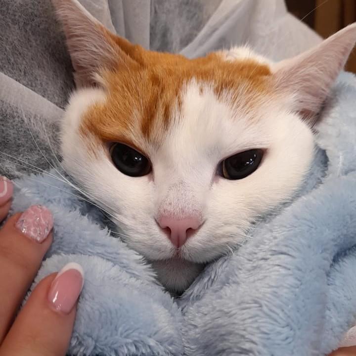 Princesa Léia, gata para adoção em Flores da Cunha - RS
