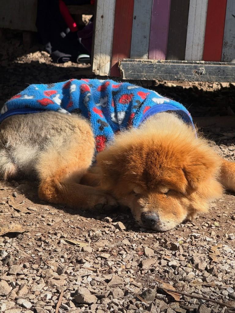 Kimy, cachorro de porte pequeno para adoção em Flores da Cunha - RS