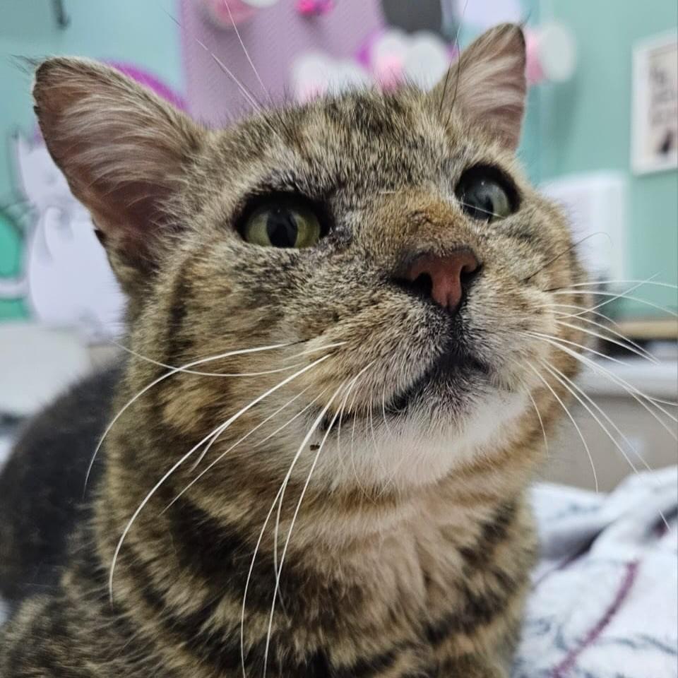 Tigrão Igor, gato de porte médio para adoção em Flores da Cunha - RS