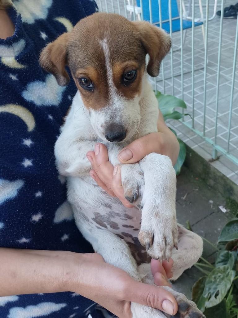 Jack, cachorro de porte médio para adoção em Flores da Cunha - RS