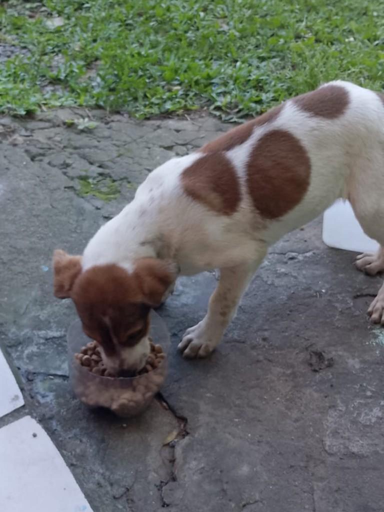 Jack, cachorro de porte médio para adoção em Flores da Cunha - RS — foto 2 de 2