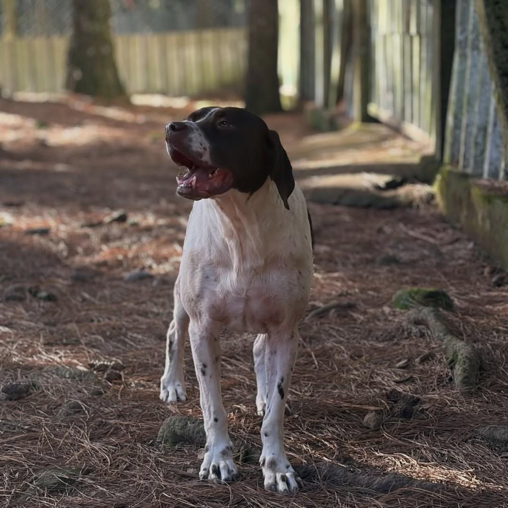 Henrique, cachorro de porte médio para adoção em Flores da Cunha - RS