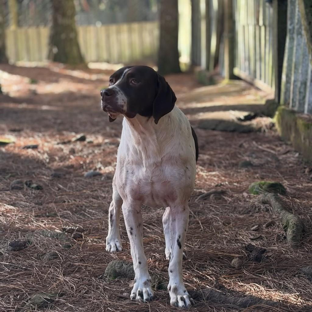 Henrique, cachorro de porte médio para adoção em Flores da Cunha - RS — foto 3 de 5