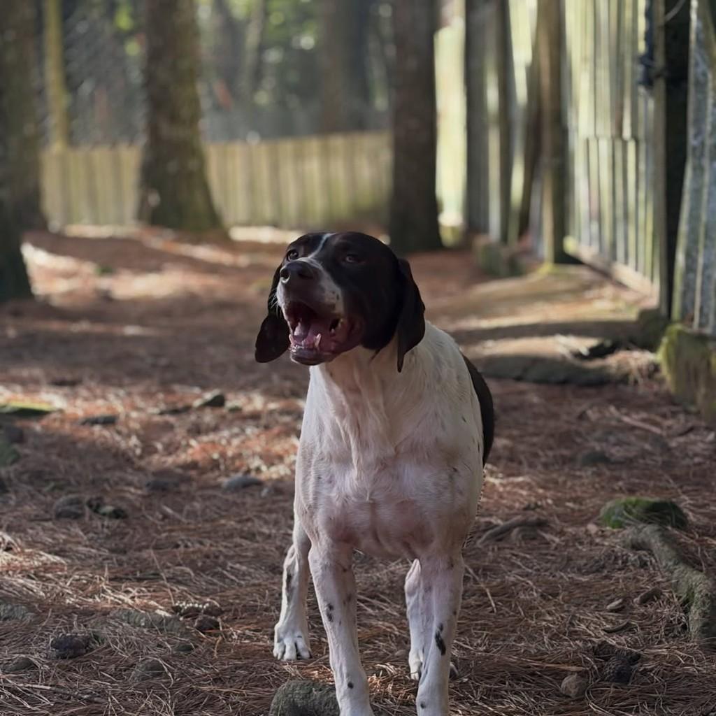 Henrique, cachorro de porte médio para adoção em Flores da Cunha - RS — foto 4 de 5