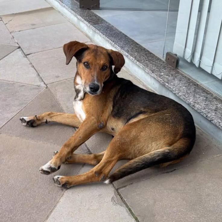 Caramelo, cachorro de porte grande para adoção em Nova Pádua - RS