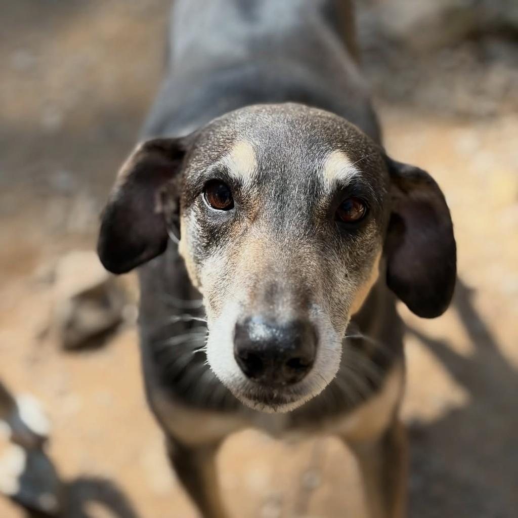 Diana, cachorro de porte médio para adoção em Flores da Cunha - RS
