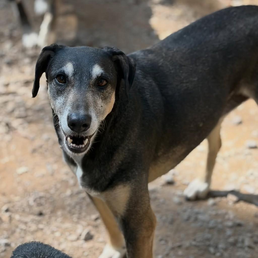 Diana, cachorro de porte médio para adoção em Flores da Cunha - RS — foto 2 de 3