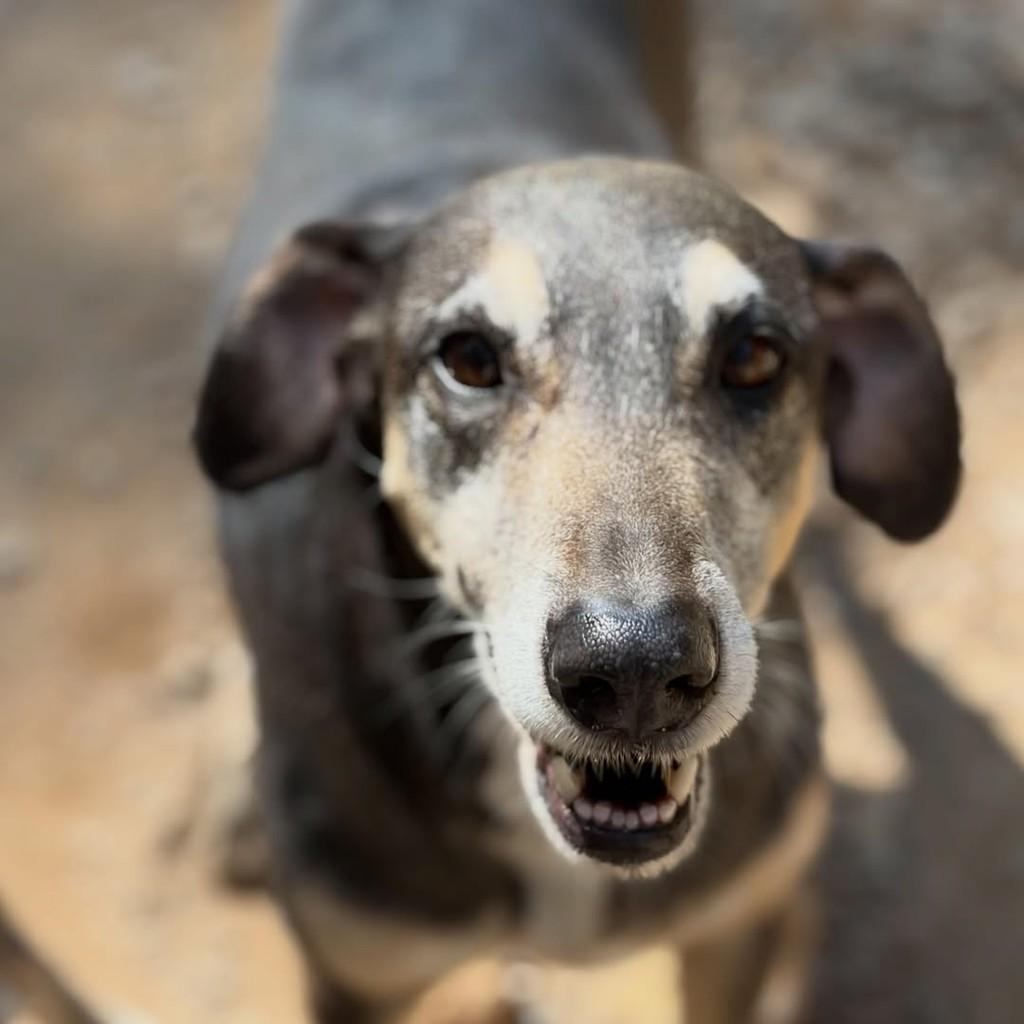 Diana, cachorro de porte médio para adoção em Flores da Cunha - RS — foto 3 de 3