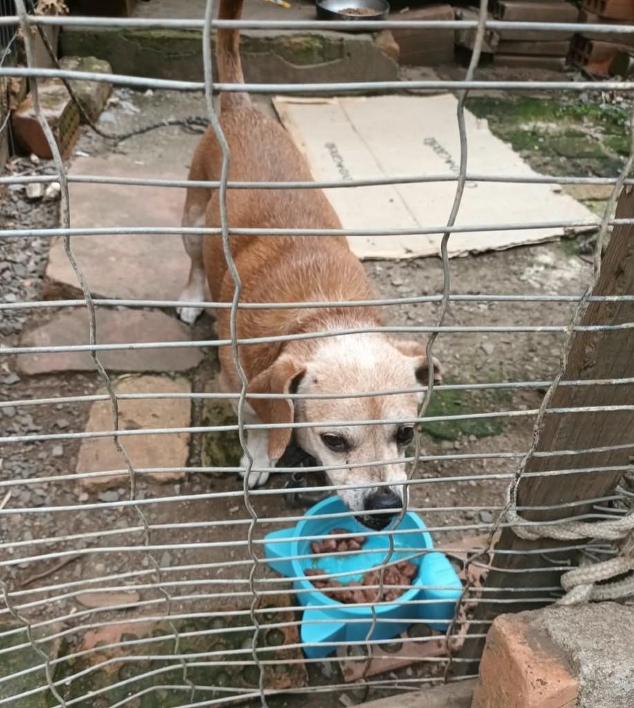Bendge, cachorro para adoção em Flores da Cunha - RS