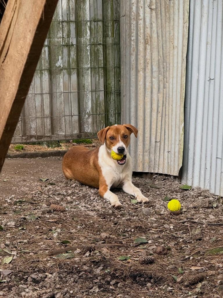 Kiko, cachorro de porte médio para adoção em Flores da Cunha - RS — foto 2 de 4
