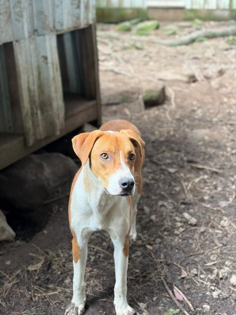 Kiko, cachorro de porte médio para adoção em Flores da Cunha - RS — foto 3 de 4