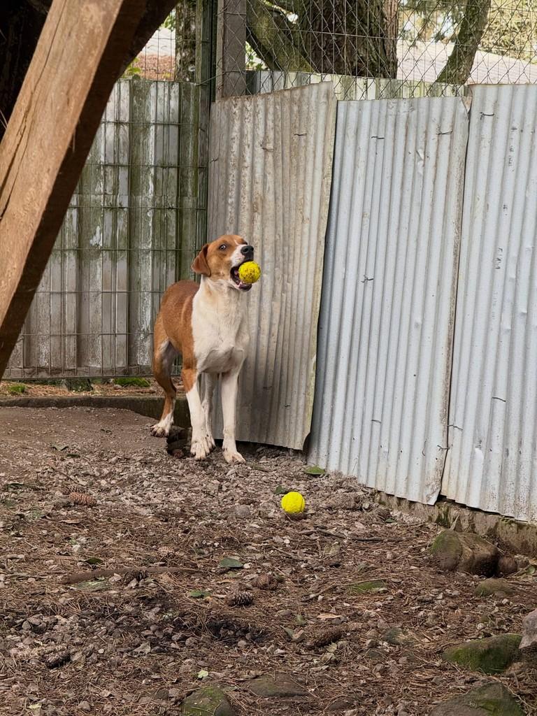 Kiko, cachorro de porte médio para adoção em Flores da Cunha - RS — foto 4 de 4