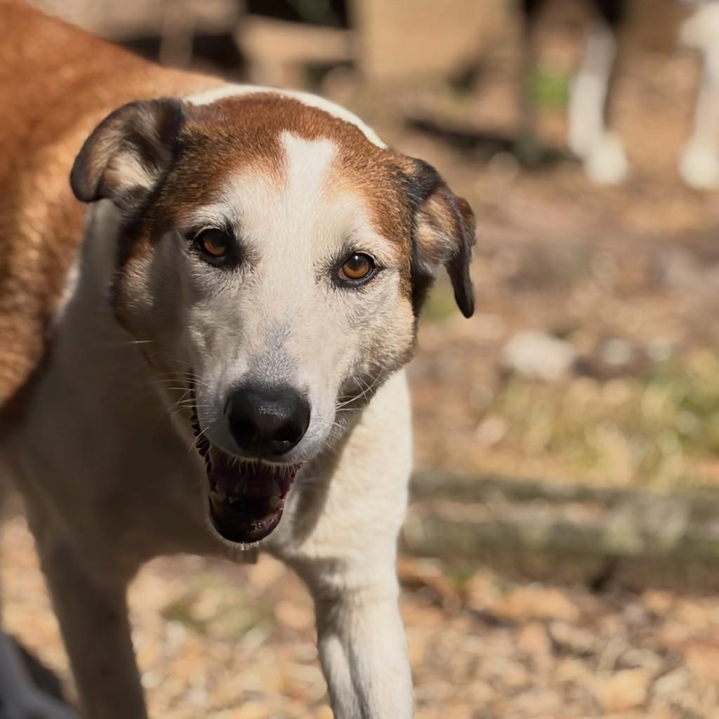 Bubby, cachorro de porte grande para adoção em Flores da Cunha - RS