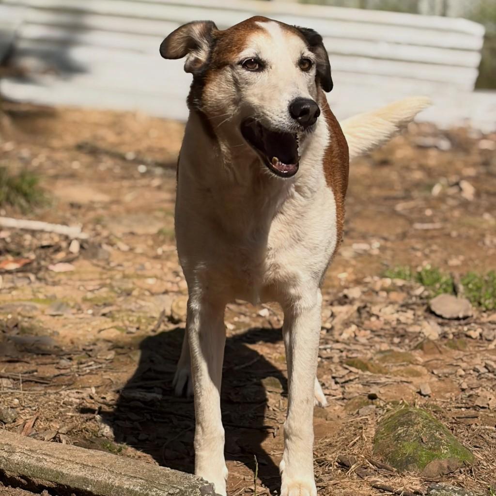Bubby, cachorro de porte grande para adoção em Flores da Cunha - RS — foto 2 de 5