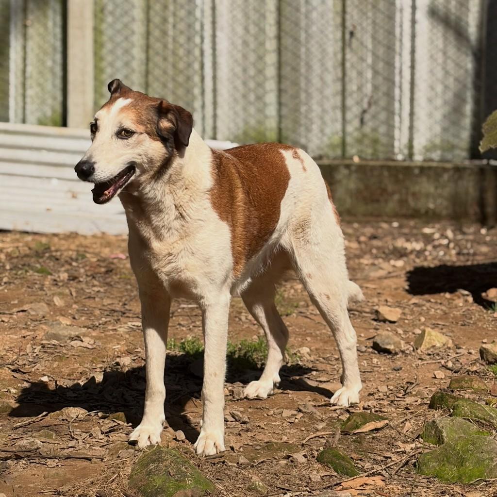 Bubby, cachorro de porte grande para adoção em Flores da Cunha - RS — foto 3 de 5