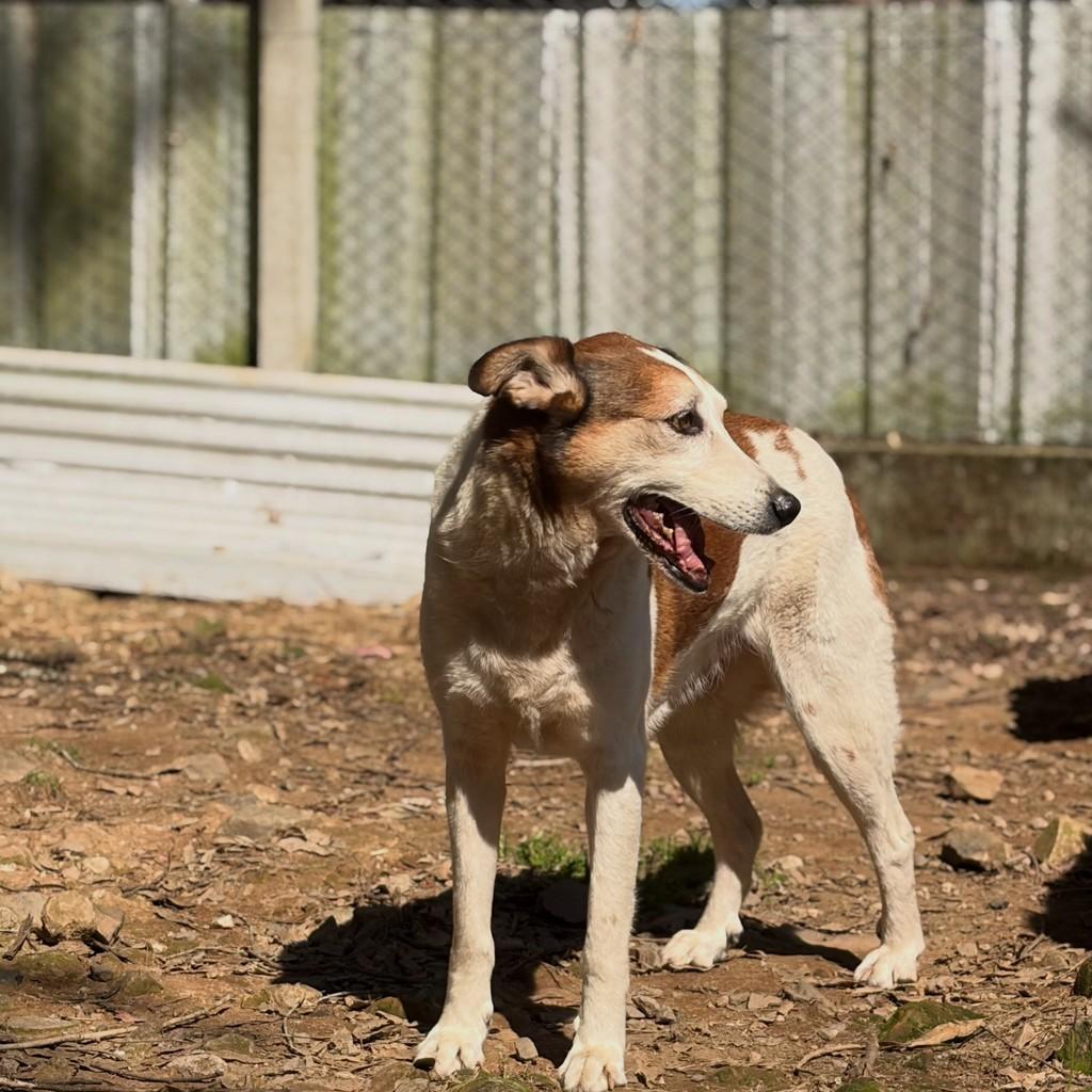Bubby, cachorro de porte grande para adoção em Flores da Cunha - RS — foto 4 de 5