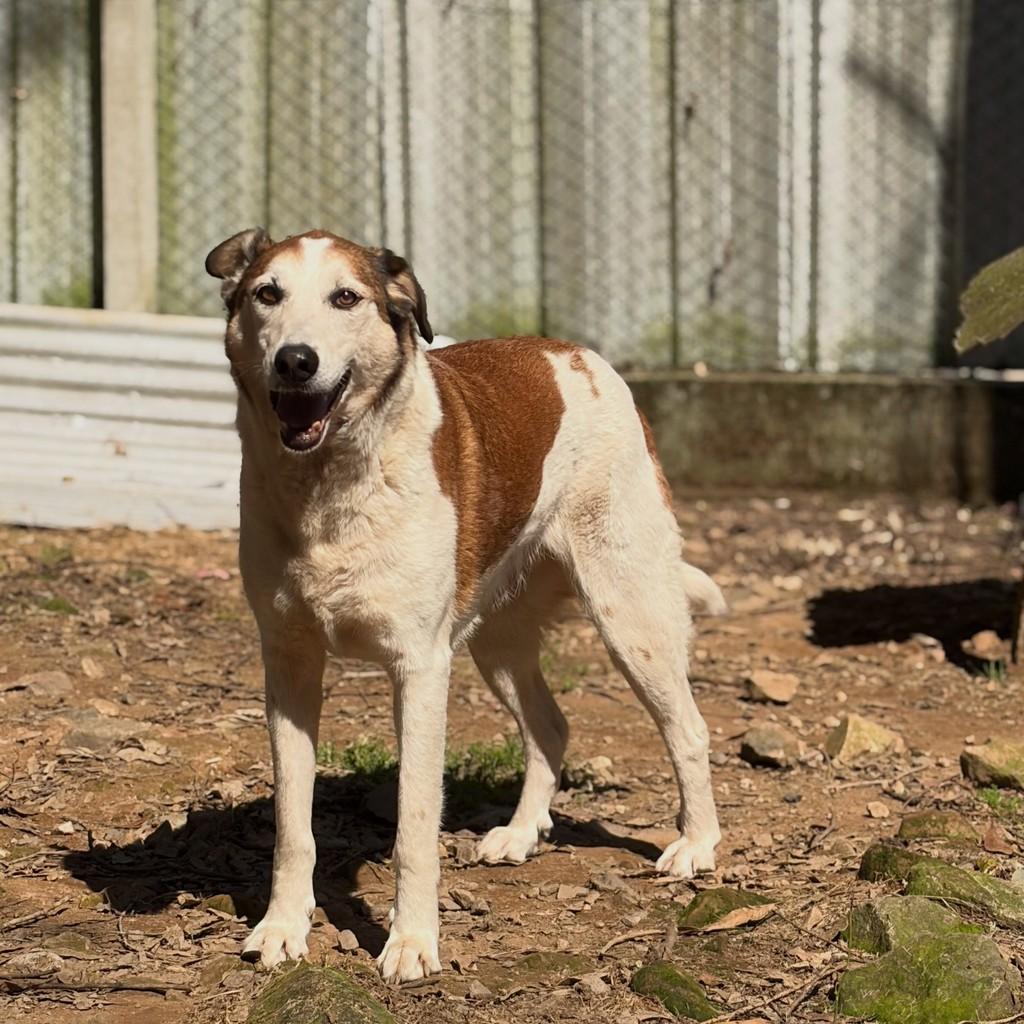 Bubby, cachorro de porte grande para adoção em Flores da Cunha - RS — foto 5 de 5