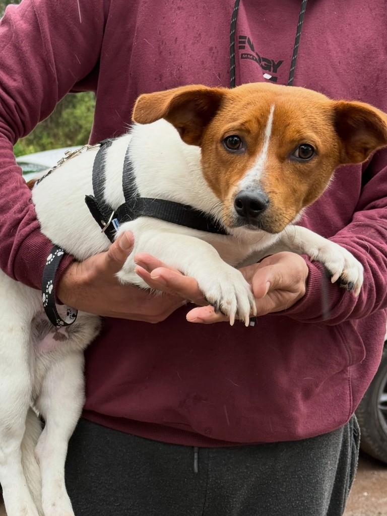 Paçoca, cachorro de porte médio para adoção em Flores da Cunha - RS