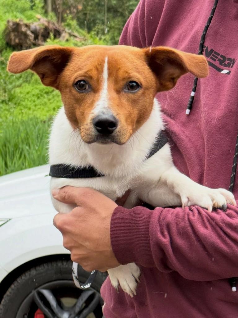 Paçoca, cachorro de porte médio para adoção em Flores da Cunha - RS — foto 2 de 4