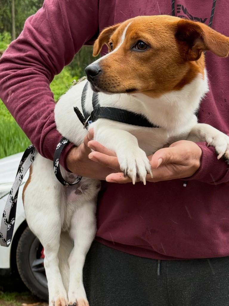 Paçoca, cachorro de porte médio para adoção em Flores da Cunha - RS — foto 3 de 4