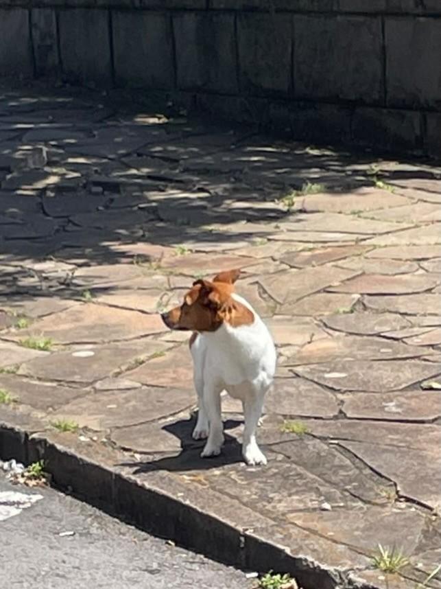 Paçoca, cachorro de porte médio para adoção em Flores da Cunha - RS — foto 4 de 4