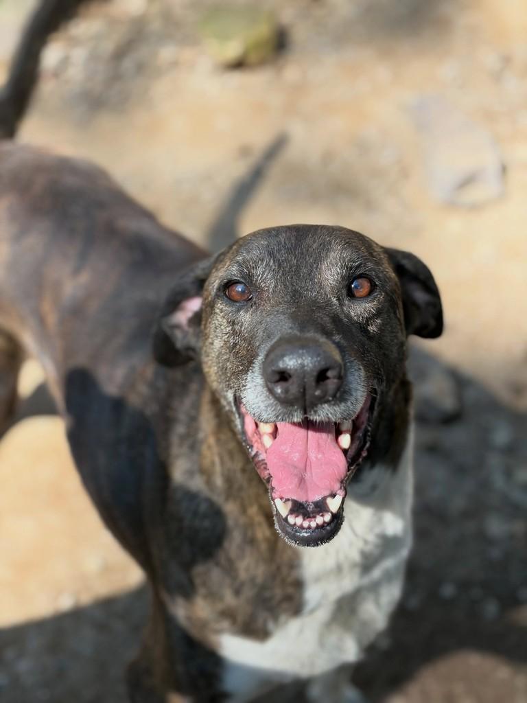 Tigrão, cachorro de porte grande para adoção em Flores da Cunha - RS
