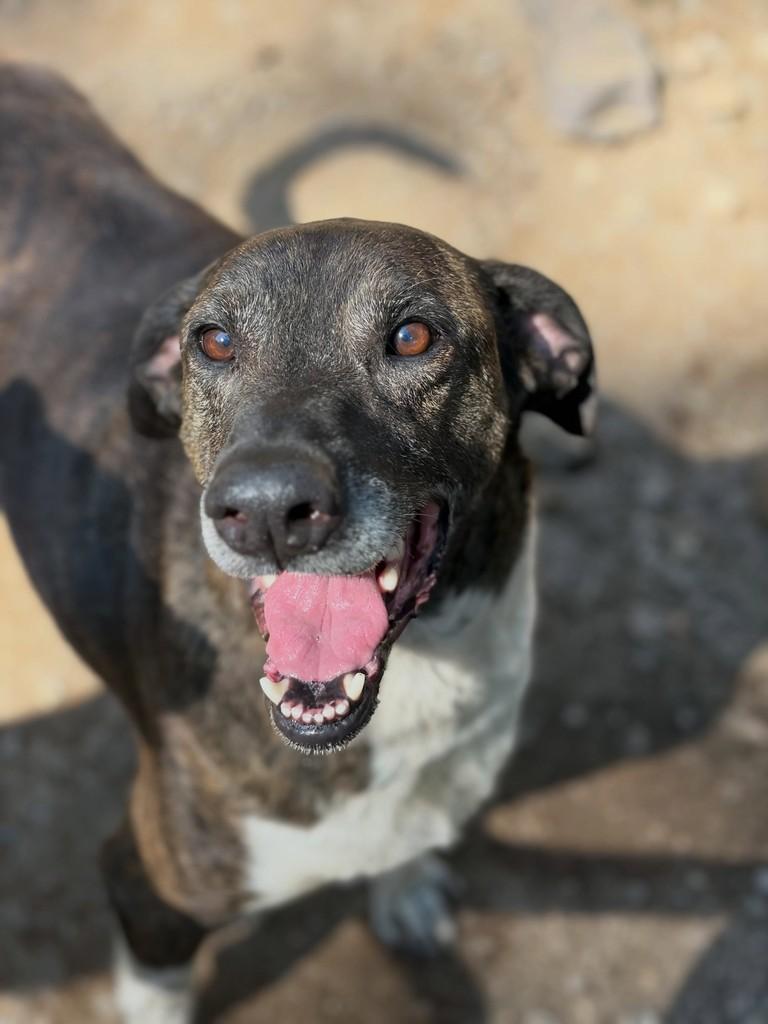 Tigrão, cachorro de porte grande para adoção em Flores da Cunha - RS — foto 2 de 3