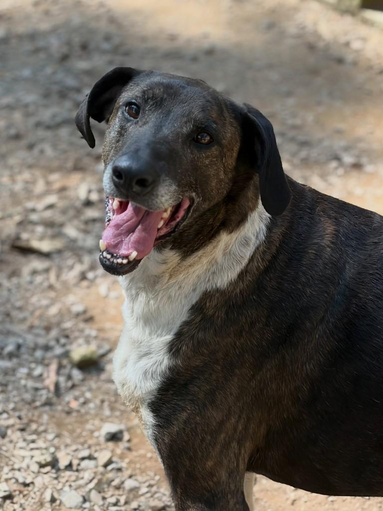 Tigrão, cachorro de porte grande para adoção em Flores da Cunha - RS — foto 3 de 3