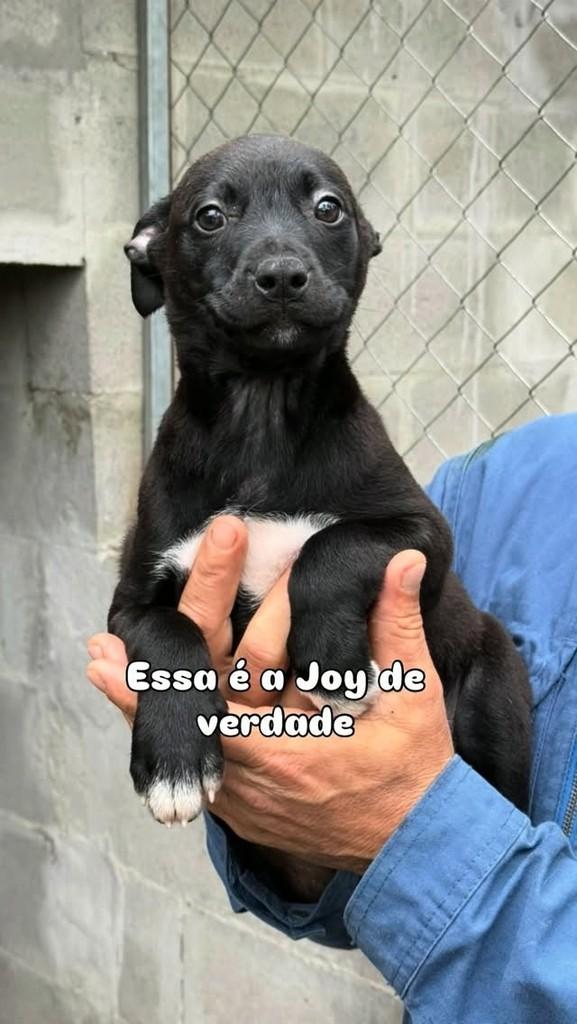 Joy, cadela de porte médio para adoção em Flores da Cunha - RS