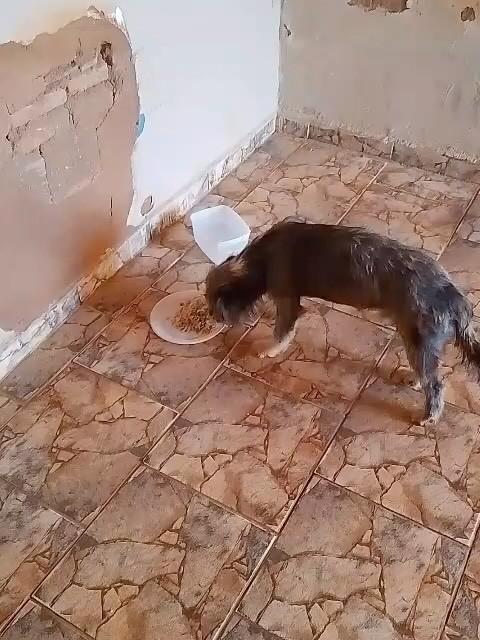 Pascoal, cachorro de porte médio para adoção em Guaíra - SP