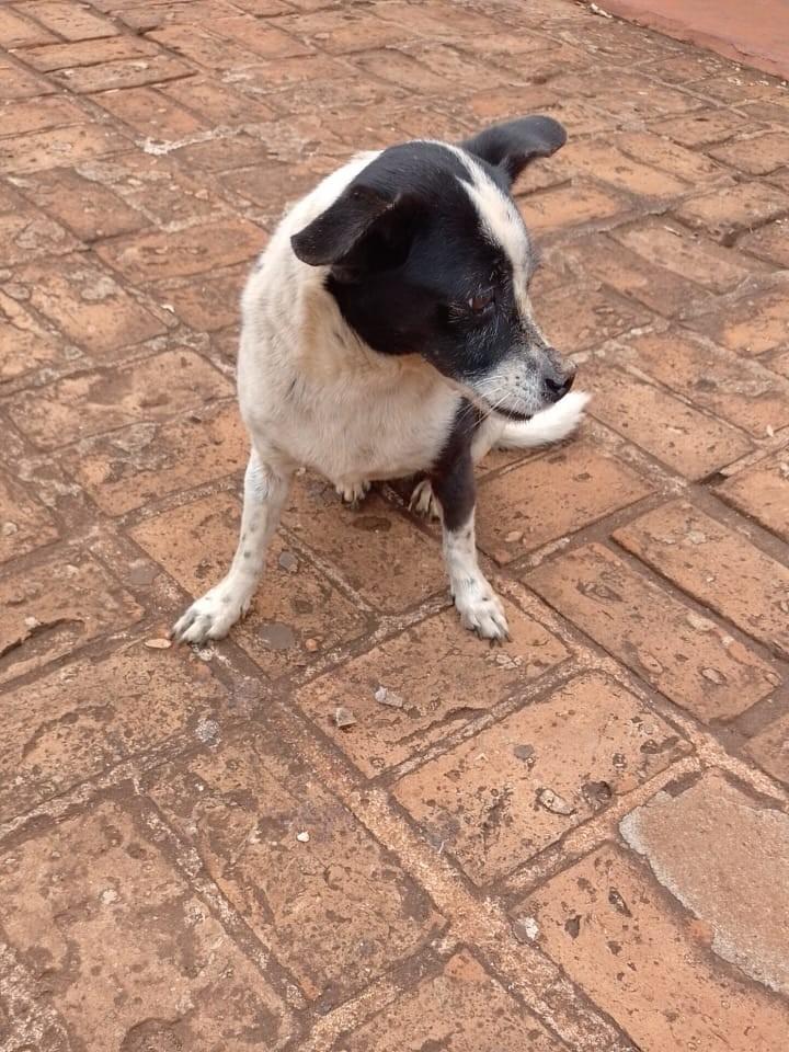 Princesa, cadela de porte pequeno para adoção em Guaíra - SP