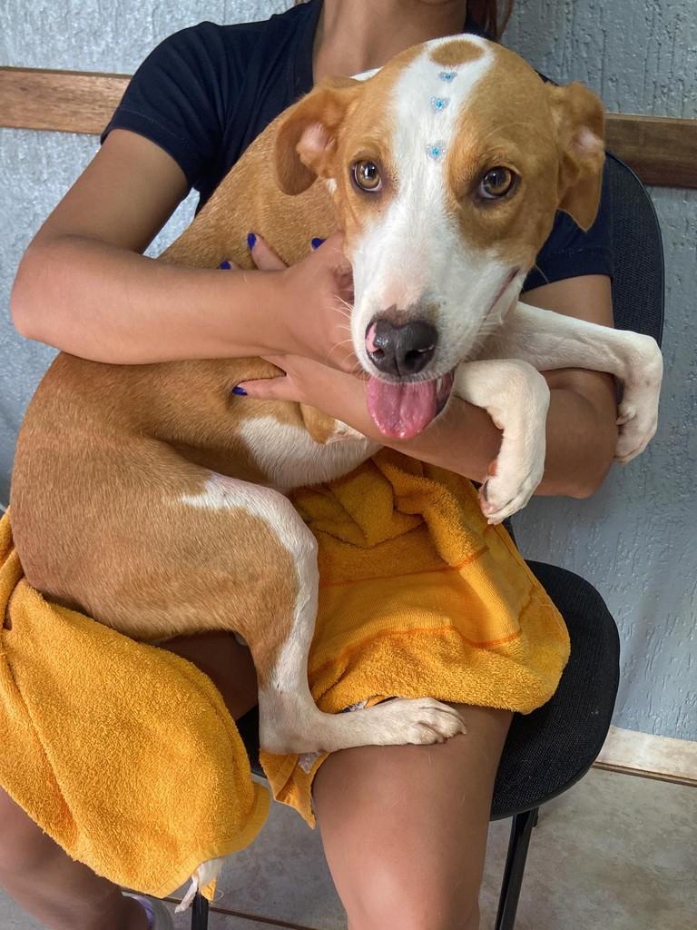 Sol, cachorro de porte médio para adoção em Guaíra - SP