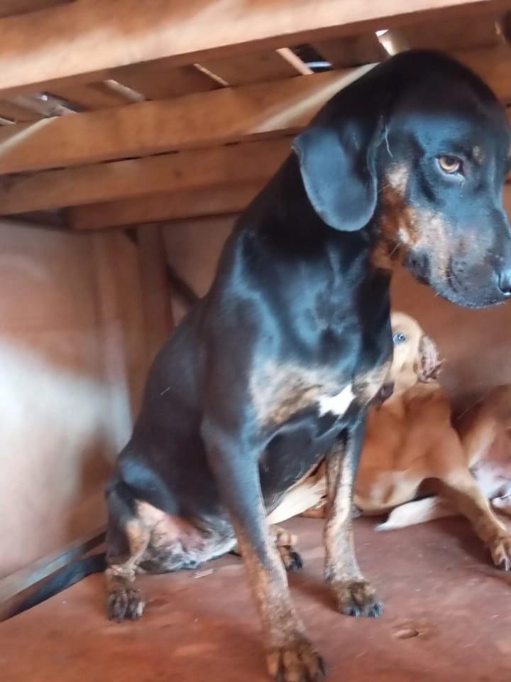 Lua, cadela de porte médio para adoção em Guaíra - PR