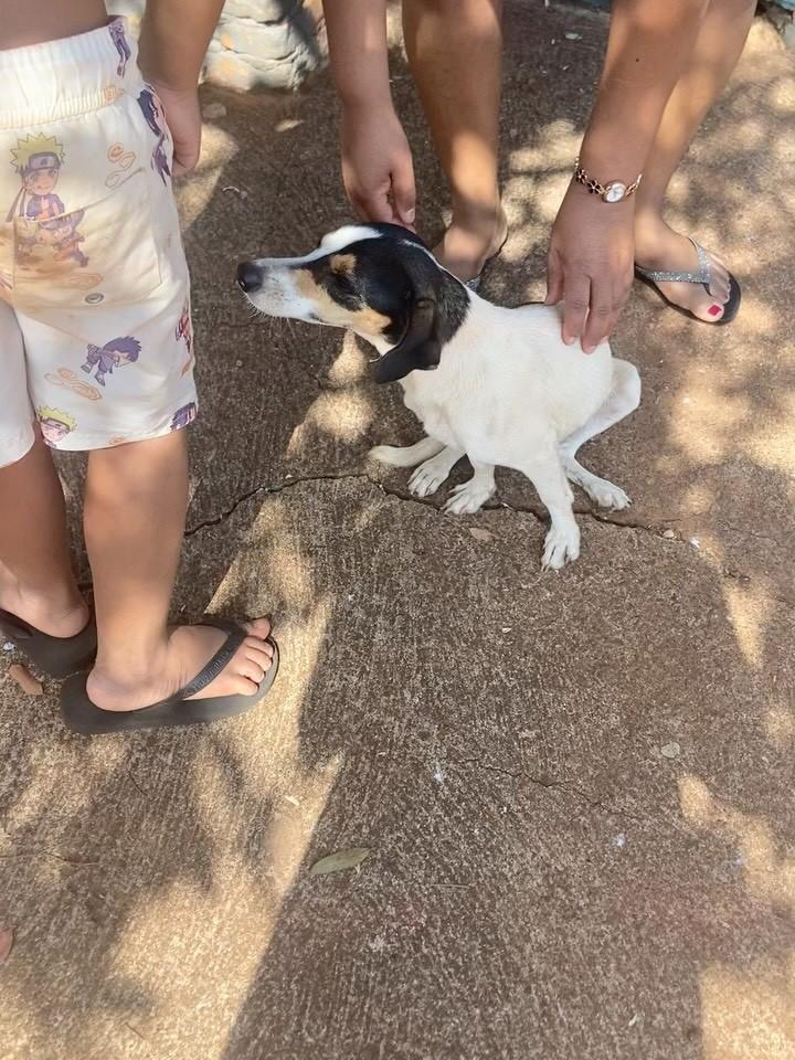 Belinha, cachorro de porte pequeno para adoção em Guaíra - SP