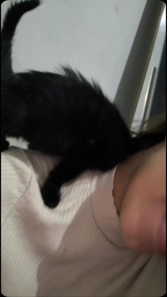 Escuridão, gata para adoção em Guaíra - SP