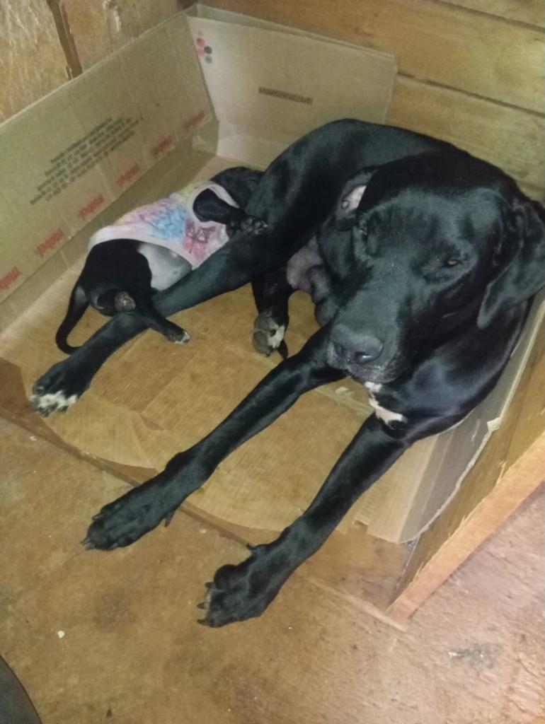 Fiona, cadela de porte grande para adoção em Guaíra - SP