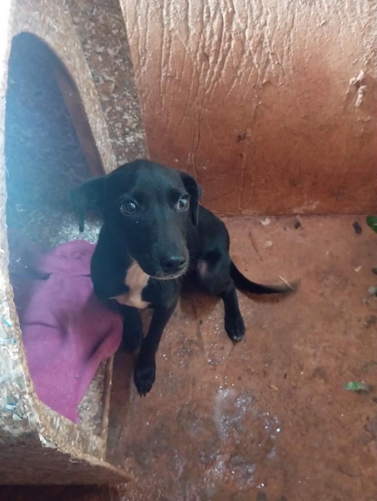 Pretinho, cachorro de porte médio para adoção em Guaíra - SP