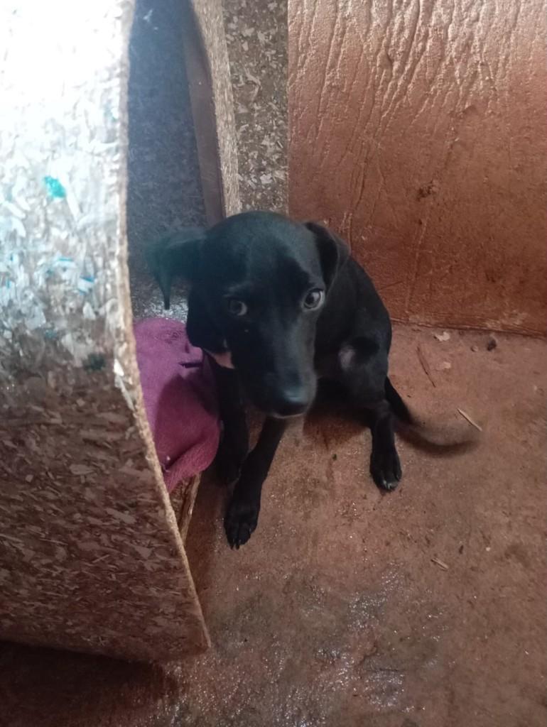 Pretinho, cachorro de porte médio para adoção em Guaíra - SP — foto 2 de 4