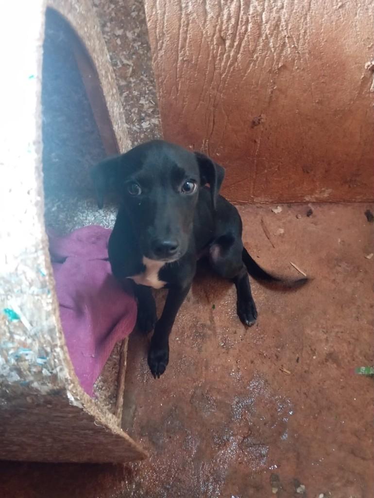 Pretinho, cachorro de porte médio para adoção em Guaíra - SP — foto 3 de 4