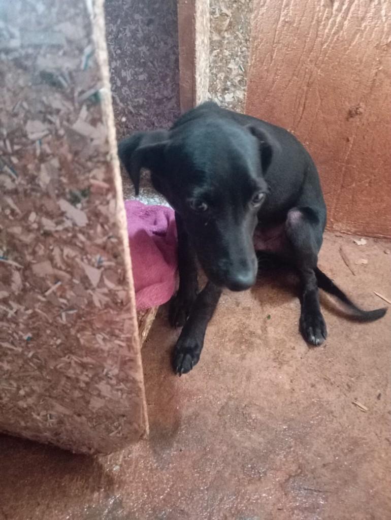Pretinho, cachorro de porte médio para adoção em Guaíra - SP — foto 4 de 4