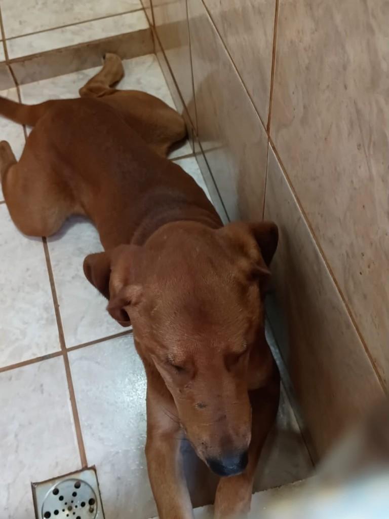 Victorio Boka, cachorro de porte médio para adoção em Guaíra - SP