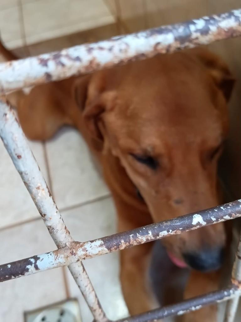 Victorio Boka, cachorro de porte médio para adoção em Guaíra - SP — foto 2 de 5