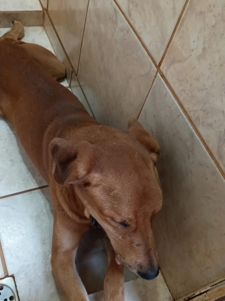 Victorio Boka, cachorro de porte médio para adoção em Guaíra - SP — foto 3 de 5