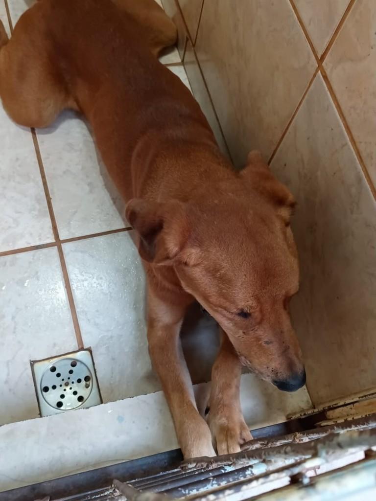 Victorio Boka, cachorro de porte médio para adoção em Guaíra - SP — foto 4 de 5