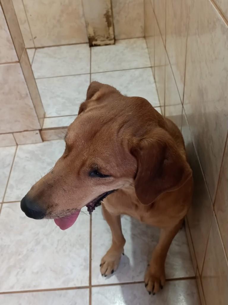 Victorio Boka, cachorro de porte médio para adoção em Guaíra - SP — foto 5 de 5