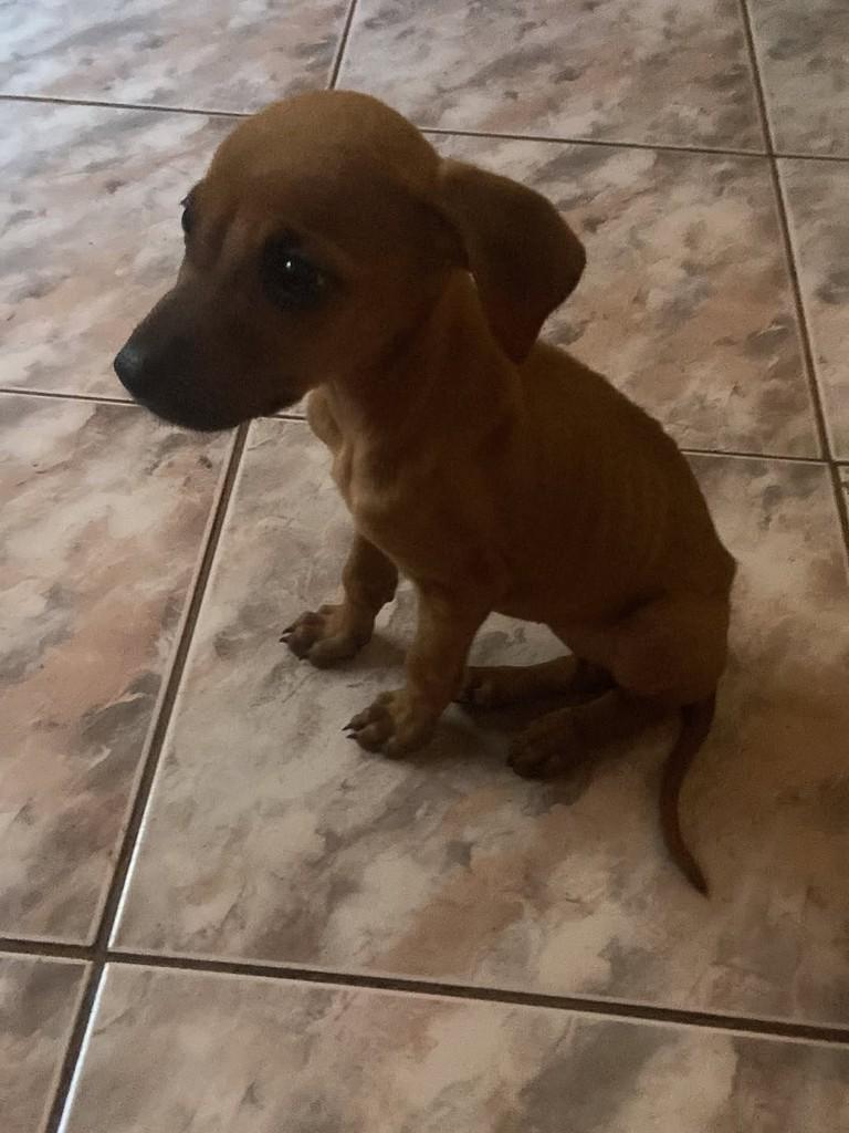 Dengosa, cachorro de porte pequeno para adoção em Guaíra - SP