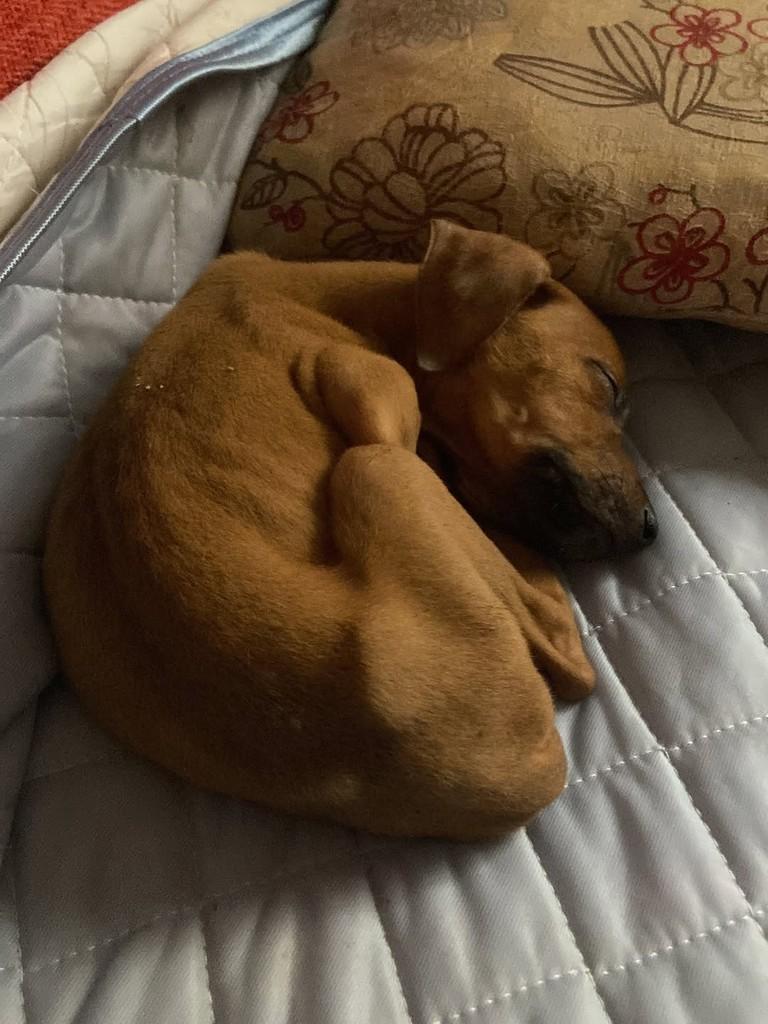 Dengosa, cachorro de porte pequeno para adoção em Guaíra - SP — foto 2 de 5