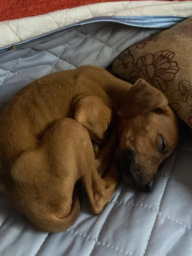 Dengosa, cachorro de porte pequeno para adoção em Guaíra - SP — foto 3 de 5